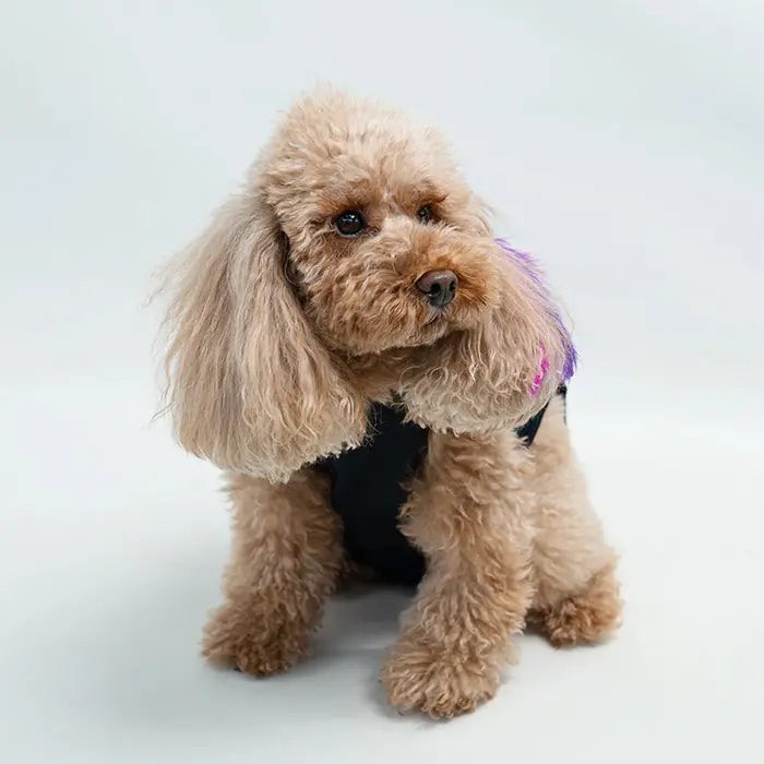 Buddy Store Small Breed Pet Recovery Suit for Cats and Dogs