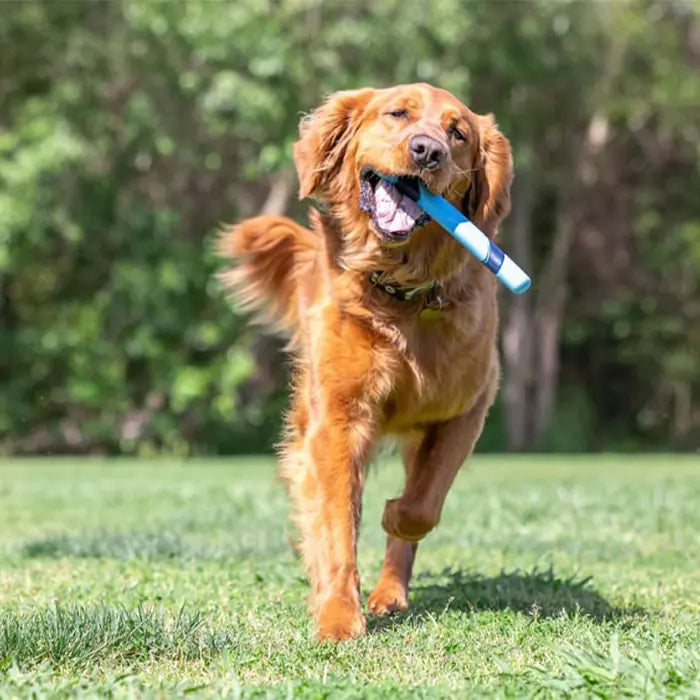 Chuckit Sniff Fetch Ham Scented Dog Toy for Interactive Play
