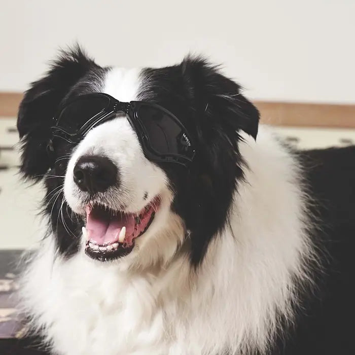 M-Pets Sunny Trailblazer Dog Goggles for Sun Protection Black