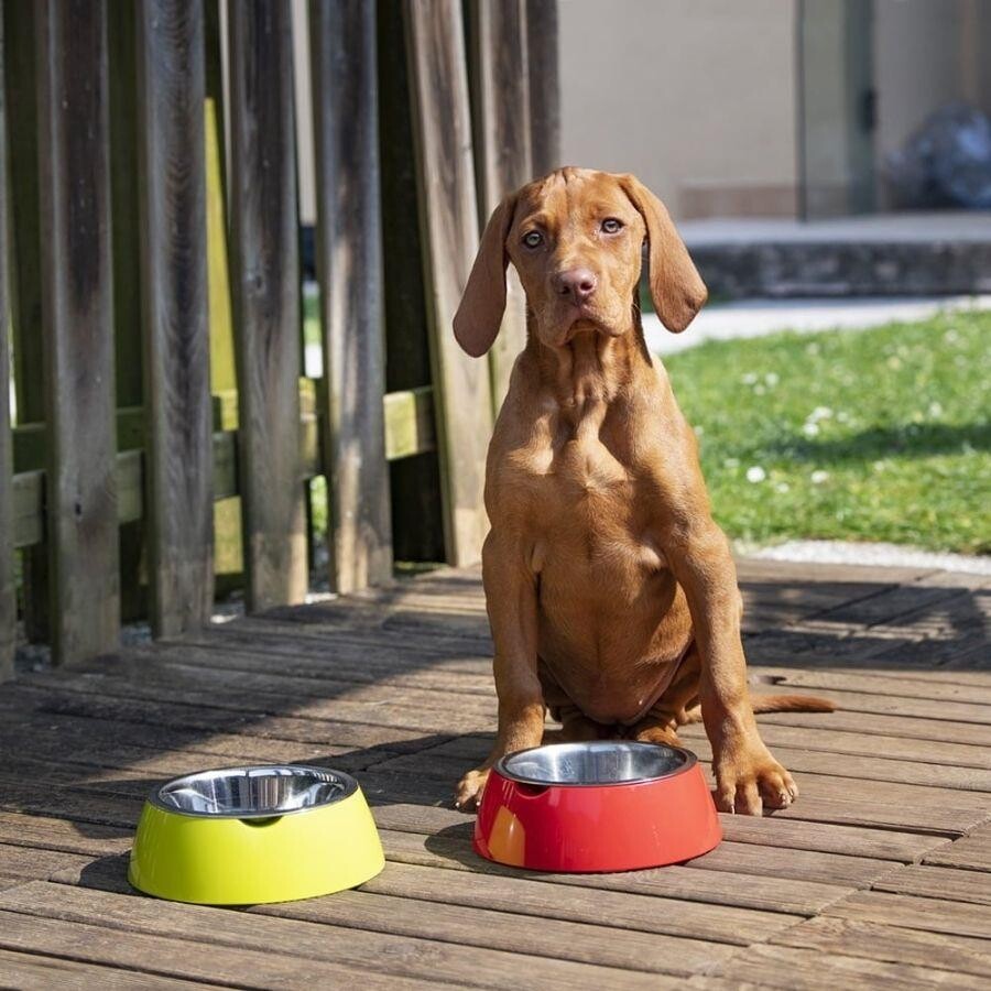 Ferplast Jolie Steel Pet Bowl for Cats and Small Dogs Grey 500 ml